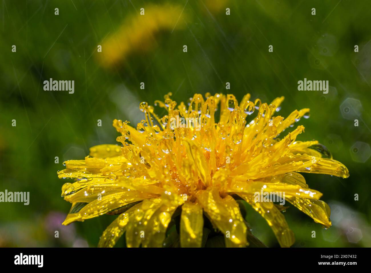 Yellow daisies bloom after the rain and the pollen grains are covered with water droplets. Stock Photo