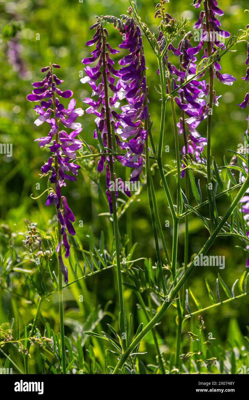 Vetch, vicia cracca valuable honey plant, fodder, and medicinal plant ...