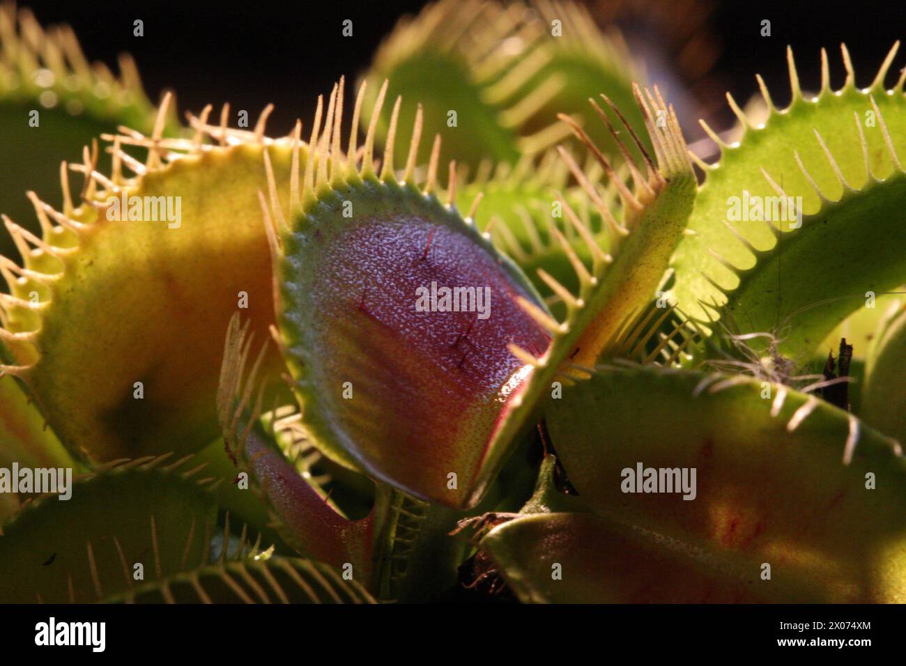 Macro photo of a carnivorous plant, for illustration, books, posters Stock Photo