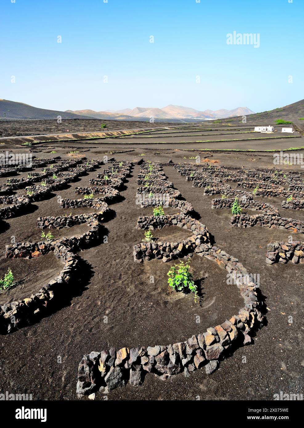 A wine plantation (Bodega) on the island of Lanzarote. The vines grow in volcanic ash and are protected from the wind by semi-circular stone walls. Stock Photo