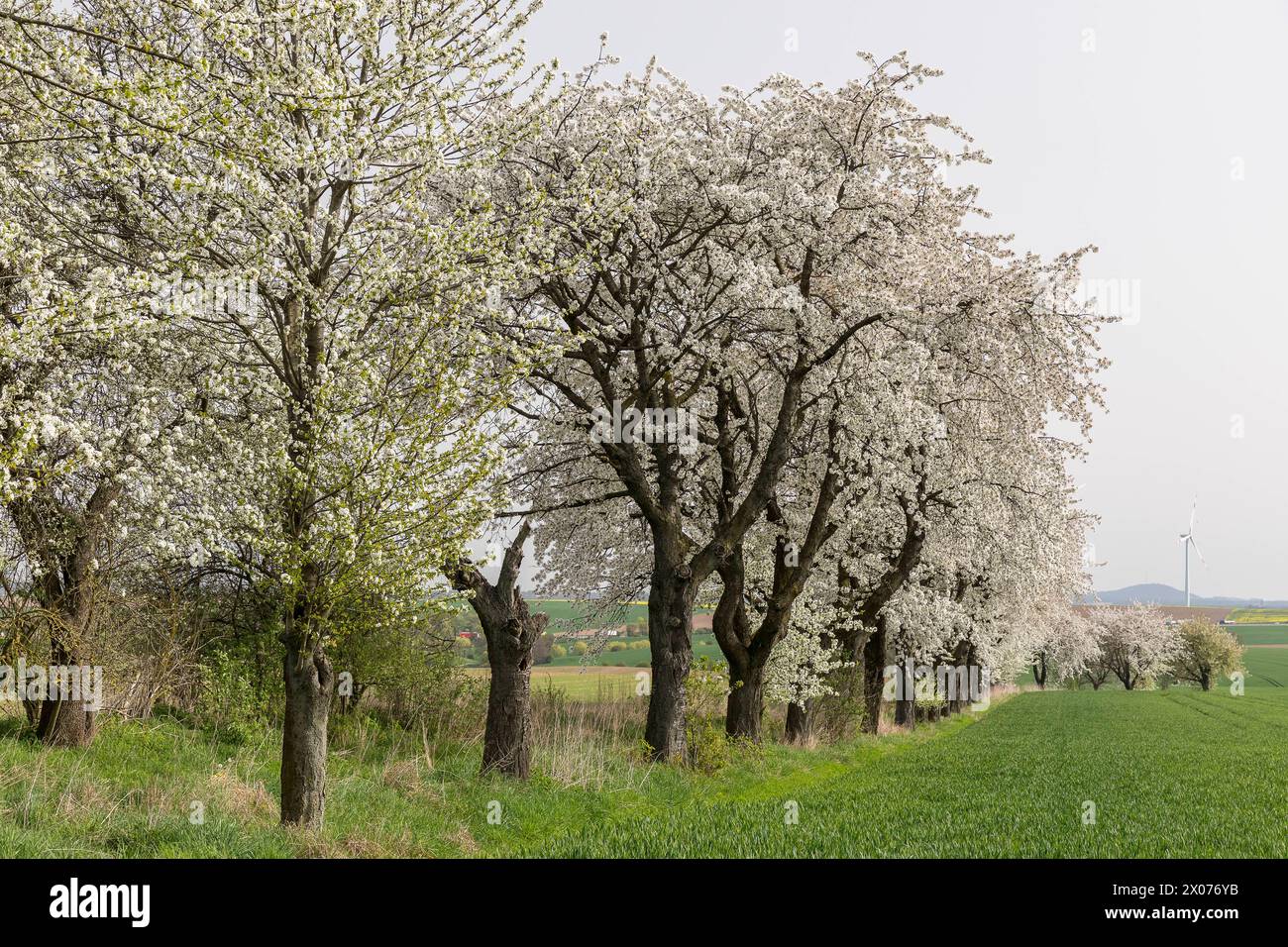 Obstbaumallee in Blüte, Wiesenweg mit blühenden Kirschbäumen prunus bei Zaschwitz, Grimma, Sachsen, Deutschland *** Fruit tree avenue in bloom, meadow Stock Photo