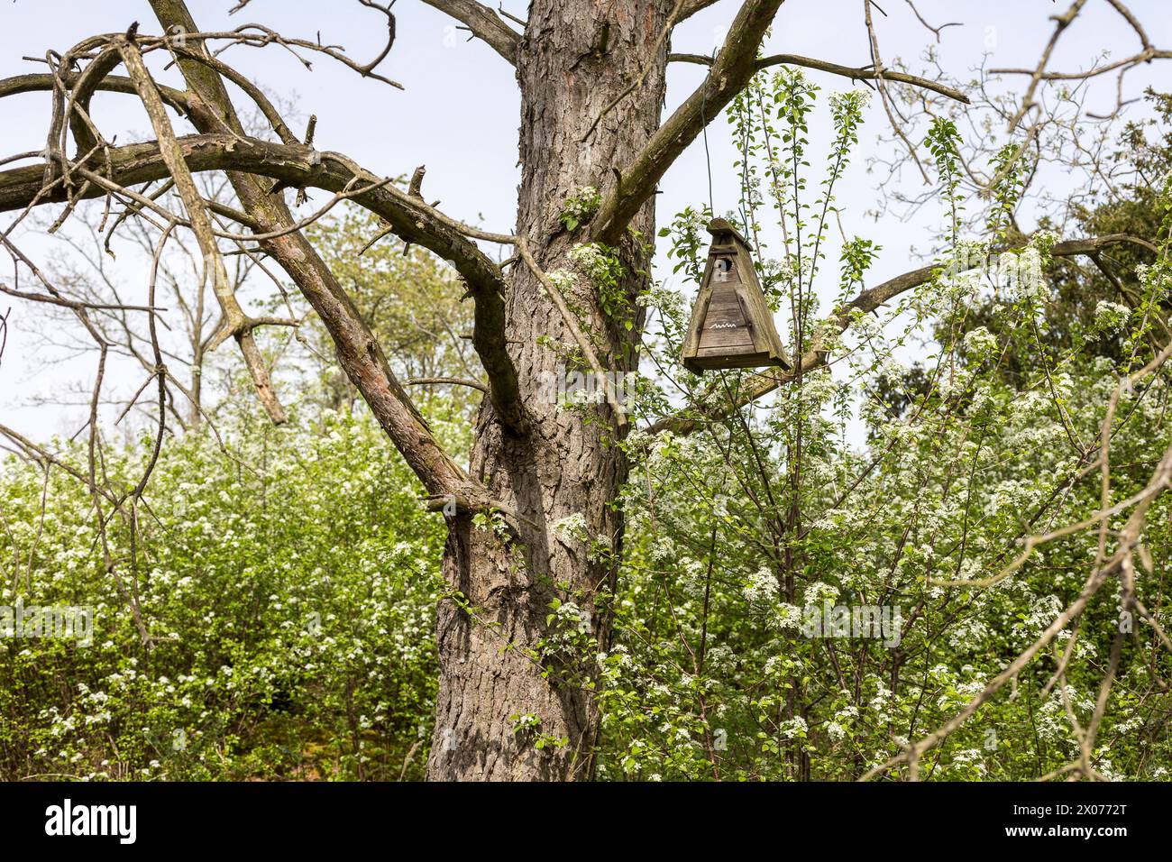 dreieckiger Nistkasten hängt in einem alten Baum, die umgebenden Büsche und Sträucher stehen in Blüte, Naturschutzgebiet Wachtelberg, Wurzen, Sachsen, Stock Photo