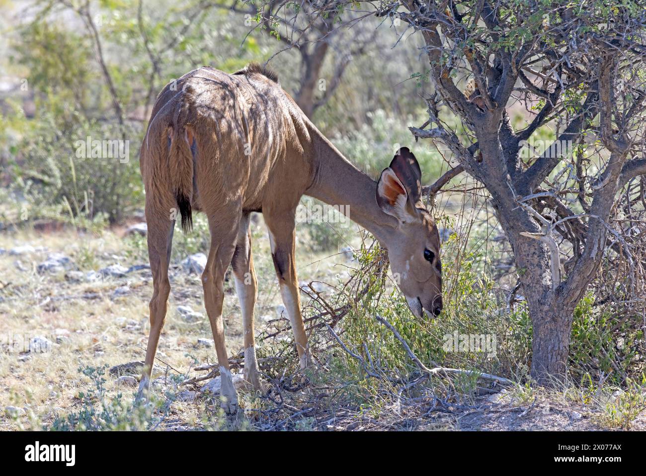 Picture of a Kudu in Etosha National Park in Namibia during the day Stock Photo