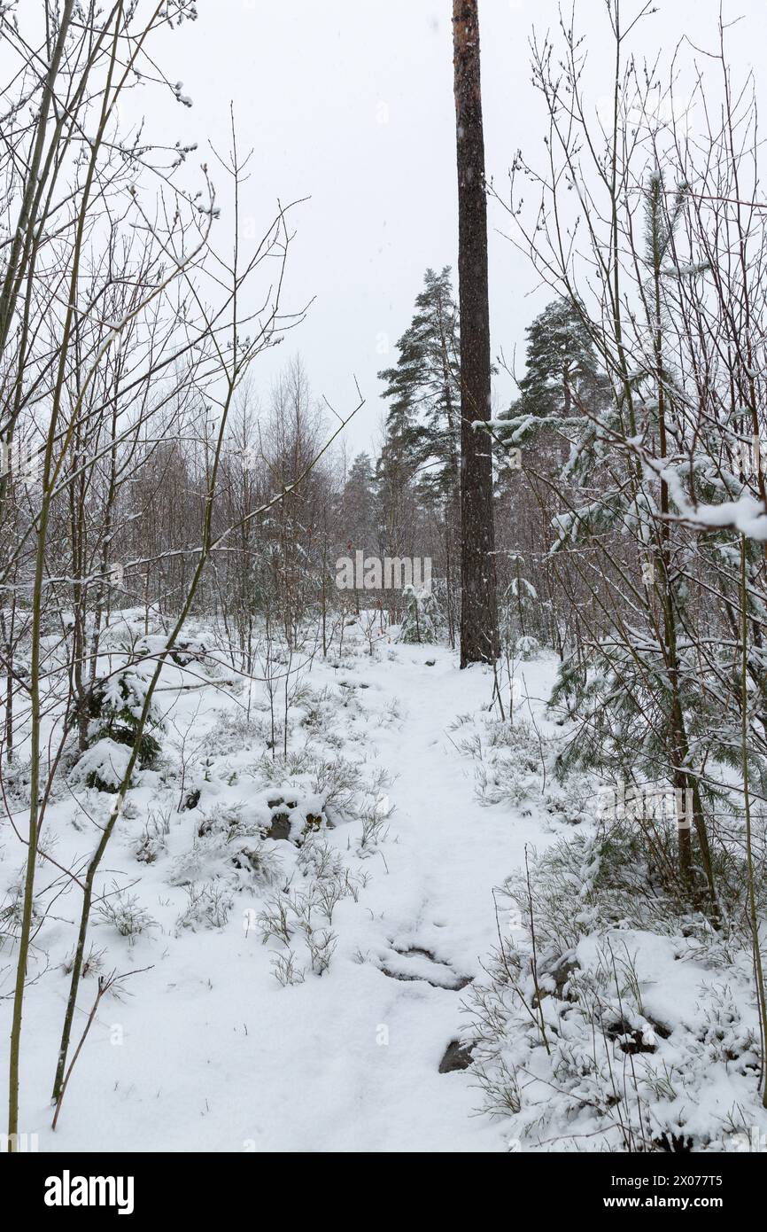 Woodlands in snow hi-res stock photography and images - Alamy