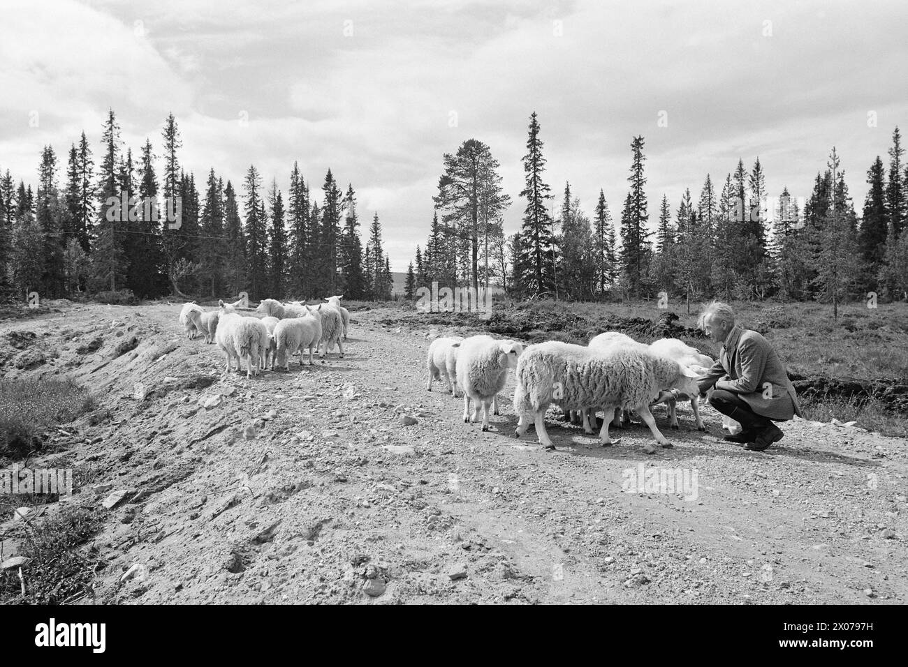 Actual 32 - 3 - 1973: Slagbjörn in a flock of sheepSlagbjørn has attacked and killed 18 sheep in Trysil. Now the villagers want to defy the law and go hunting.  Magne Østby is fond of his sheep and takes good care of them. He still has about 50.  Photo: Sverre A. Børretzen / Aktuell / NTB ***PHOTO NOT IMAGE PROCESSED*** Stock Photo
