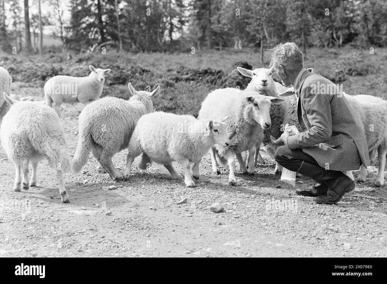 Actual 32 - 3 - 1973: Slagbjörn in a flock of sheepSlagbjørn has attacked and killed 18 sheep in Trysil. Now the villagers want to defy the law and go hunting.  Magne Østby is fond of his sheep and takes good care of them. He still has about 50.  Photo: Sverre A. Børretzen / Aktuell / NTB ***PHOTO NOT IMAGE PROCESSED*** Stock Photo