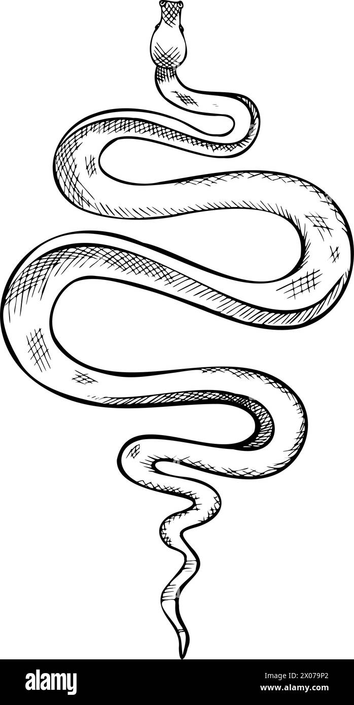 Snake vector illustration. Etched drawing of venomous Serpent. Engraving of occult Viper painted by black inks in outline style. sketch of python. Line art of cobra poisonous animal or anaconda. Stock Vector