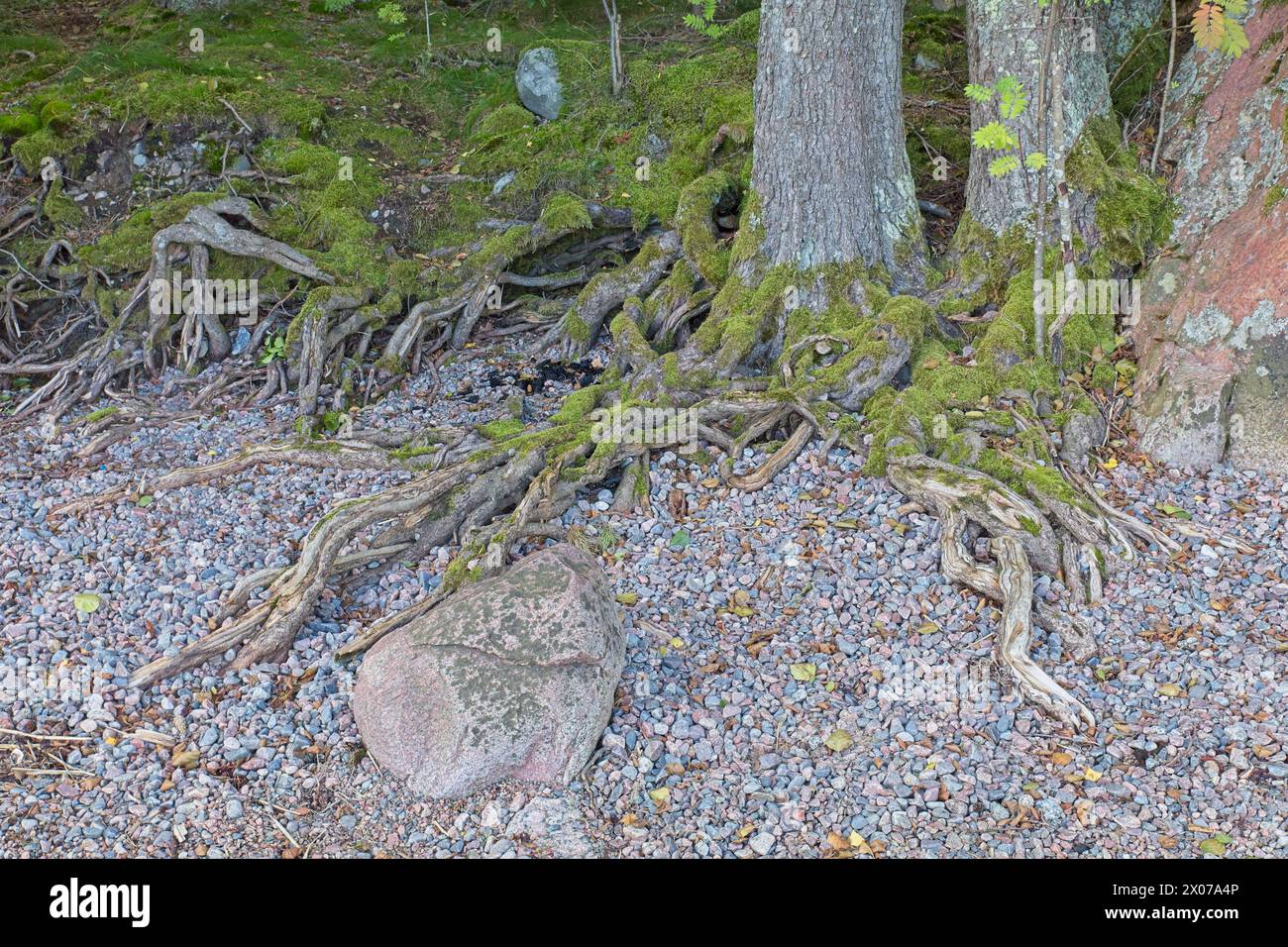 Tree roots on rocky ground hi-res stock photography and images - Alamy