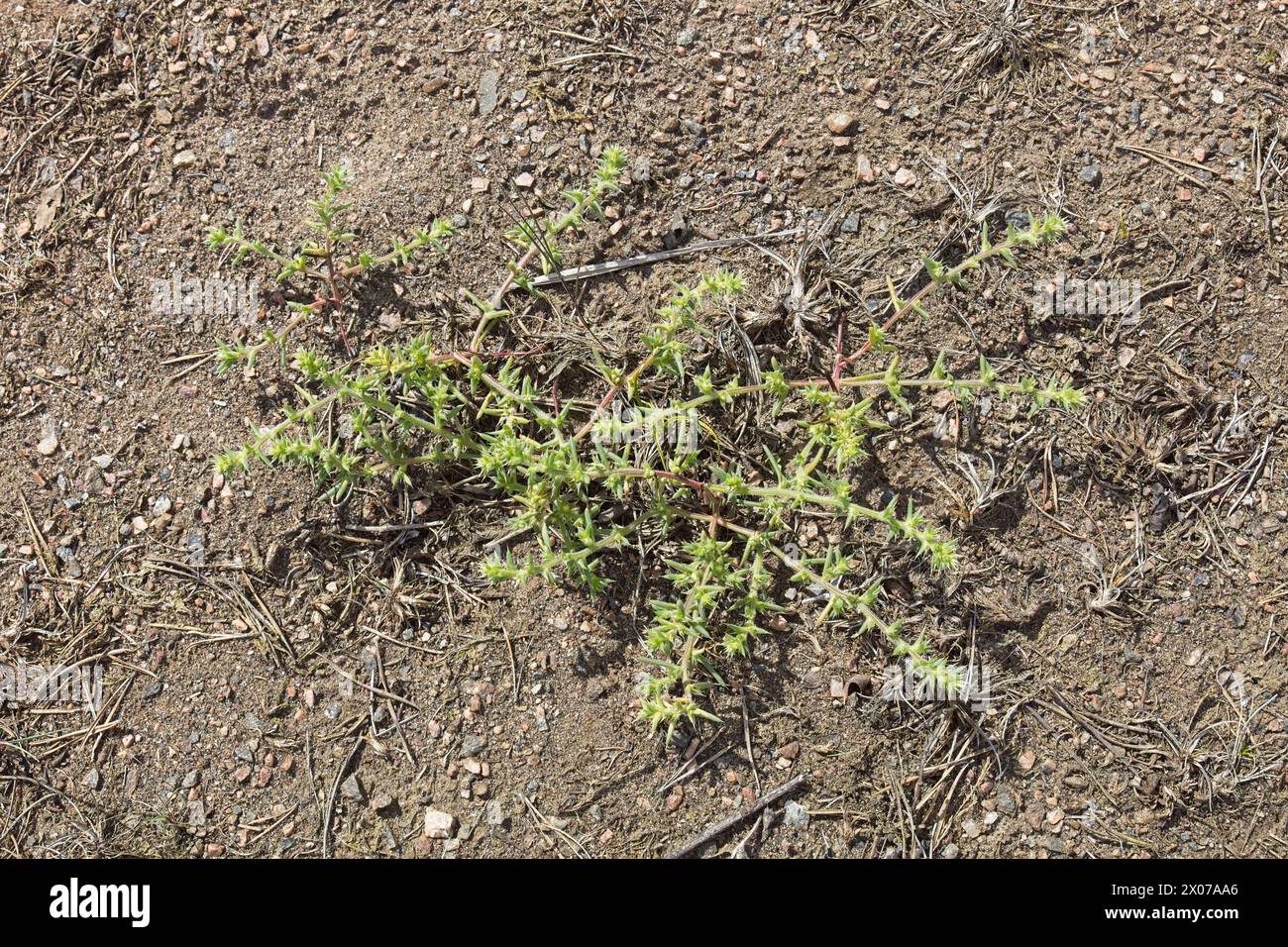 Closeup of prickly saltwort or prickly glasswort (Salsola kali) growing in sandy coastal soil on the island of Jussarö in summer, Rasepori, Finland. Stock Photo