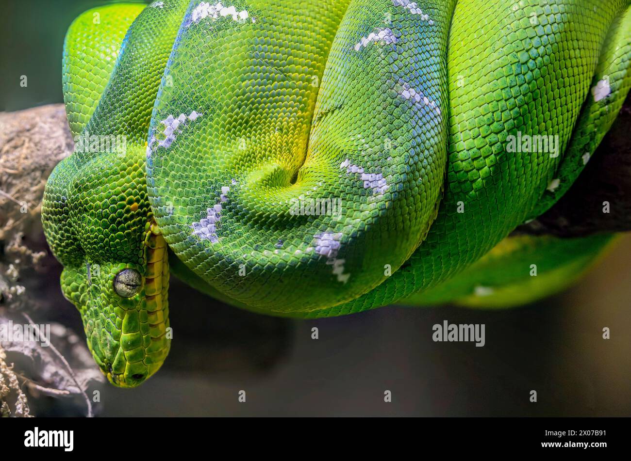 The emerald tree boa (Corallus caninus)  is a boa species found in the rainforests of South America. The color pattern typically consists of an emeral Stock Photo