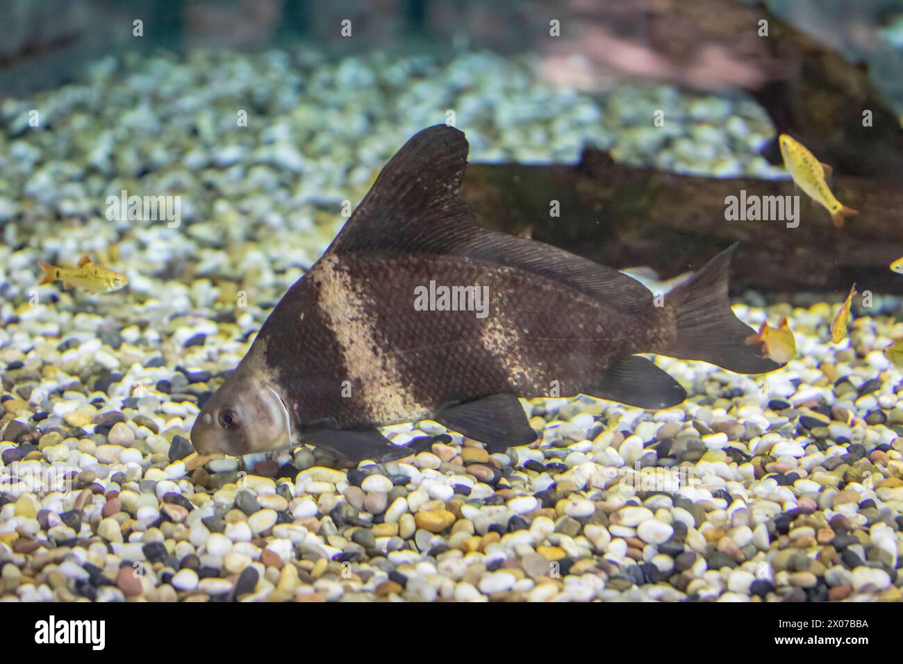The Chinese high-fin banded shark (Myxocyprinus asiaticus) is a popular freshwater aquarium fish.  It has declined drastically due to pollution, dams, Stock Photo