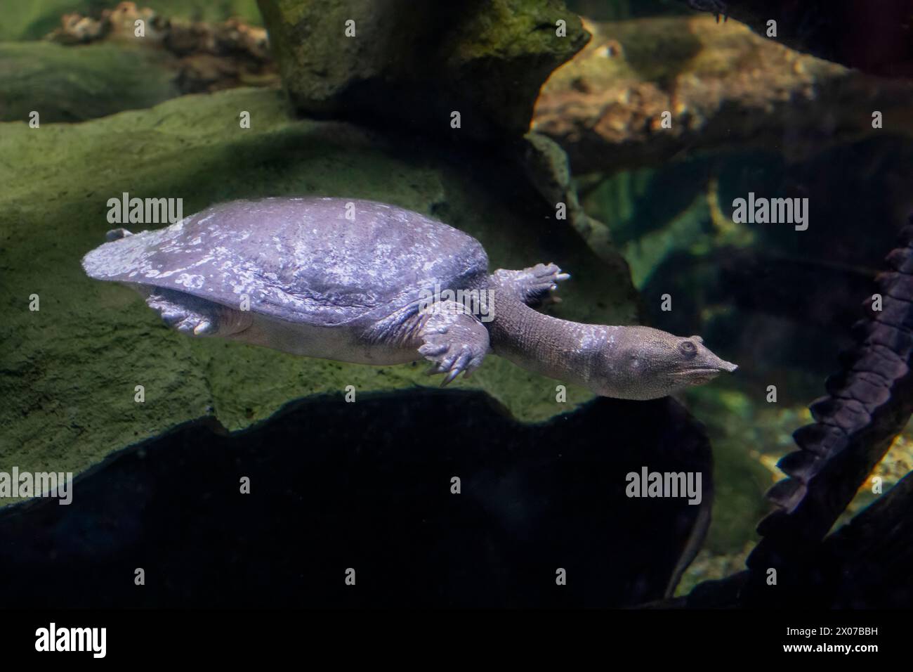 The Chinese softshell turtle (Pelodiscus sinensis) in the water. It is ...