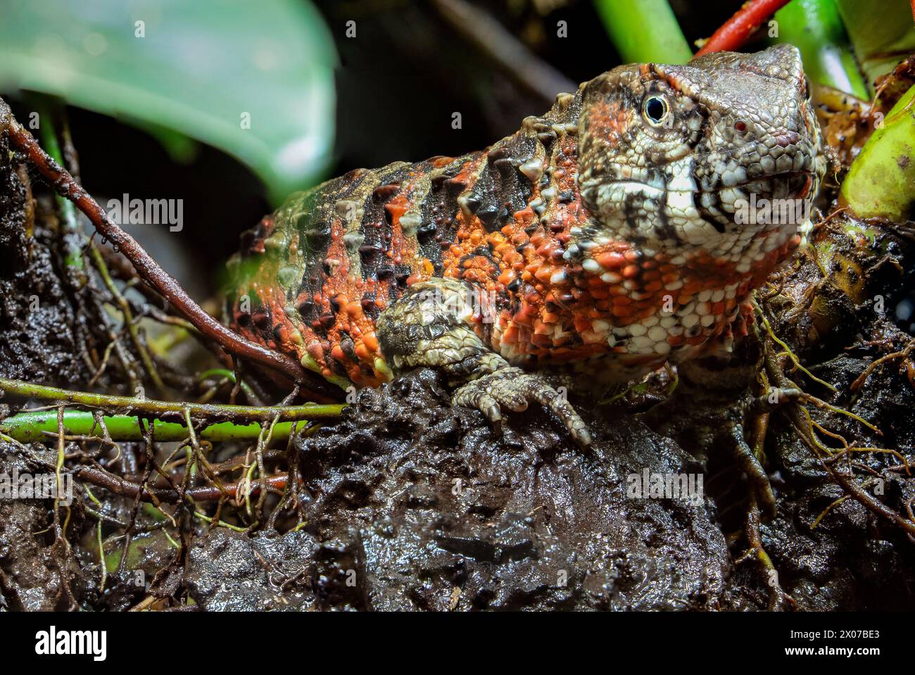 The Chinese crocodile lizard (Shinisaurus crocodilurus) is a semiaquatic lizard found only in cool forests in southern China and northern Vietnam. Stock Photo