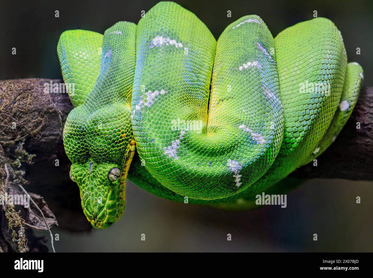 The emerald tree boa (Corallus caninus)  is a boa species found in the rainforests of South America. The color pattern typically consists of an emeral Stock Photo