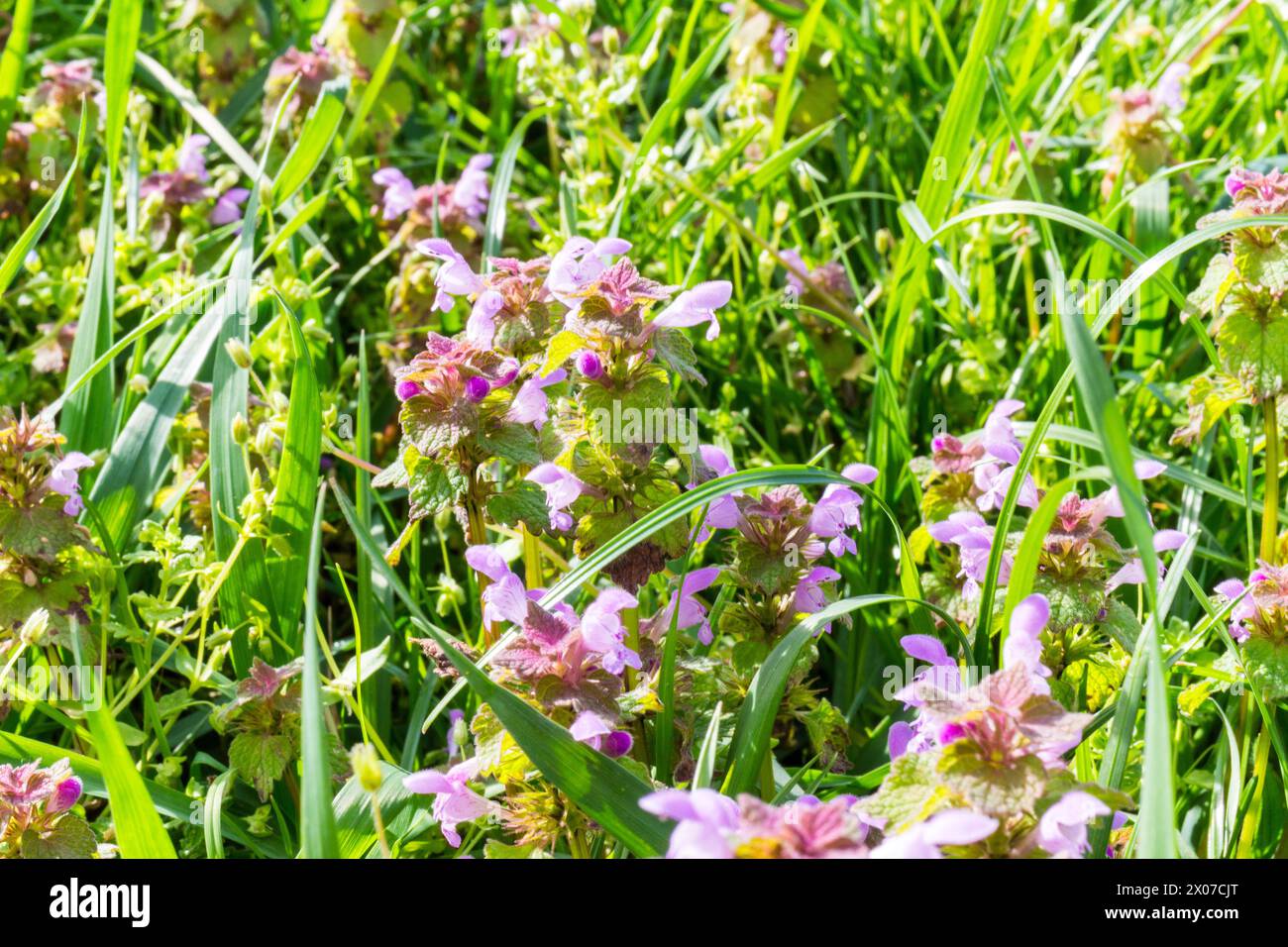 Lamium (dead-nettles) flowering in spring April, Hungary Stock Photo