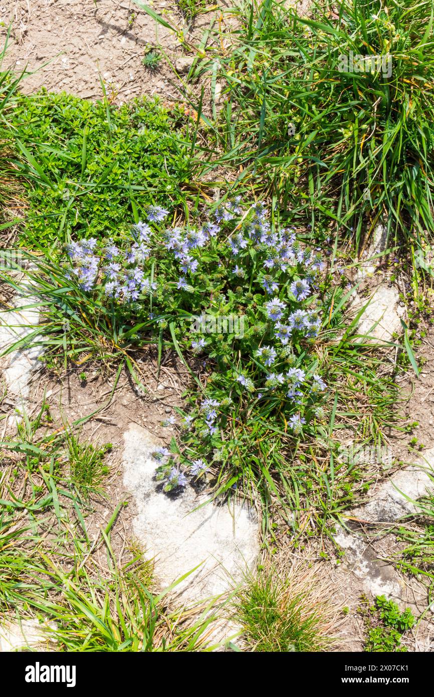 Top view of Prostrate speedwell (Veronica prostrata) wild flowers, Becsi-domb, Sopron, Hungary Stock Photo