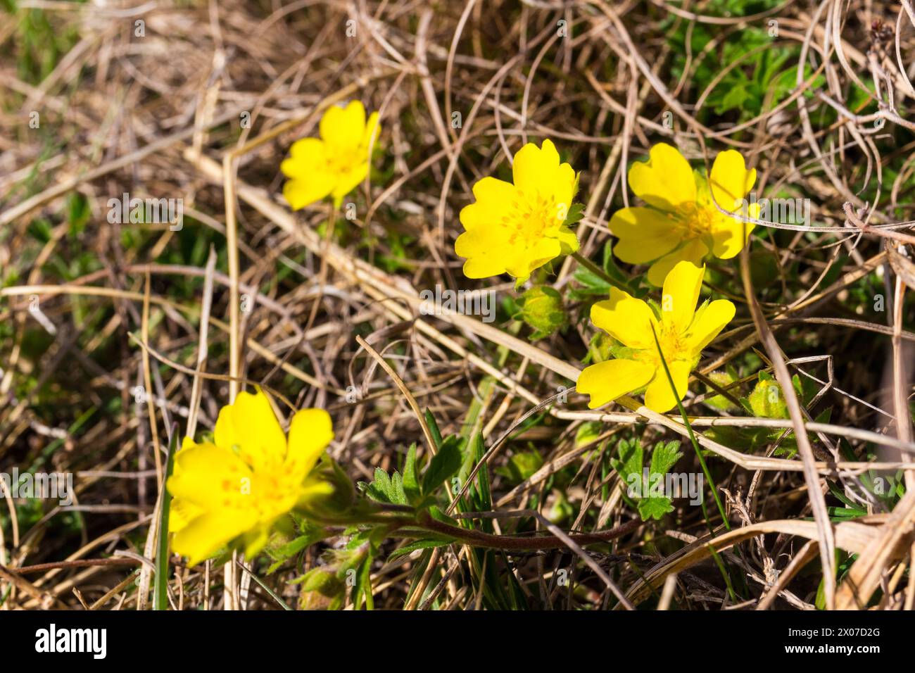 Spring cinquefoil (Potentilla neumanniana) flowering in spring March, Becsi-domb, Sopron, Hungary Stock Photo