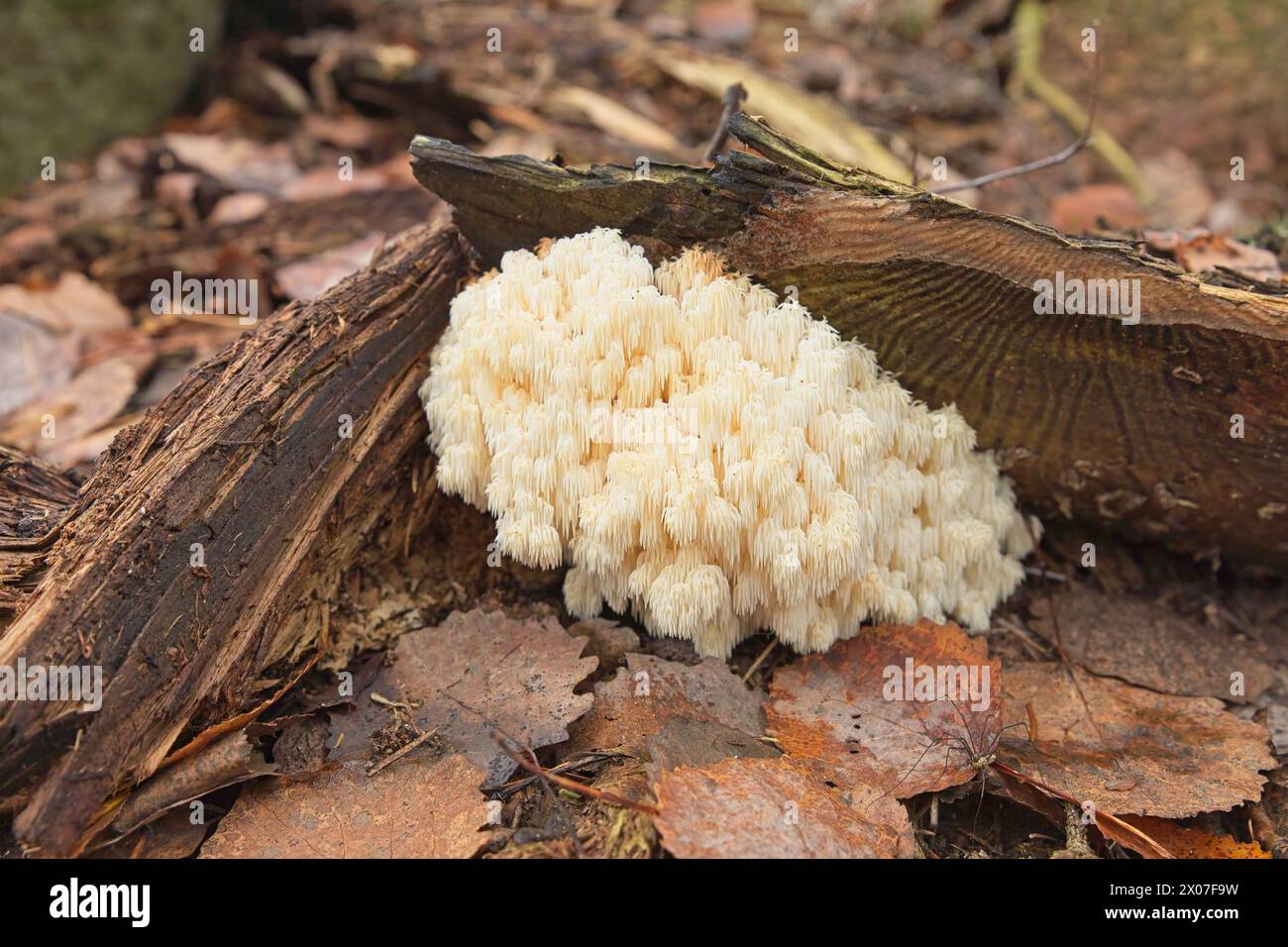 Closeup of edible mushroom coral tooth fungus (hericium coralloides) growing on fallen tree branch in autumn. Stock Photo