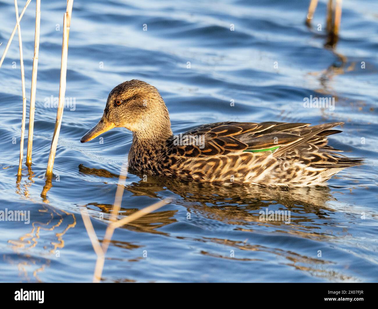 A female Teal, Anas crecca at Cley Next the Sea, Norfolk, UK. Stock Photo