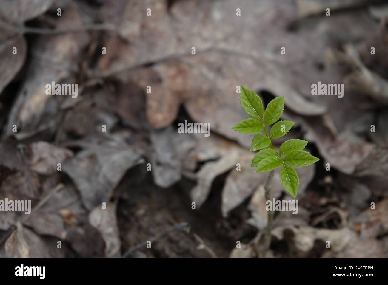Spring UK - Young Ash Tree Emerging Through Leaf Litter Stock Photo
