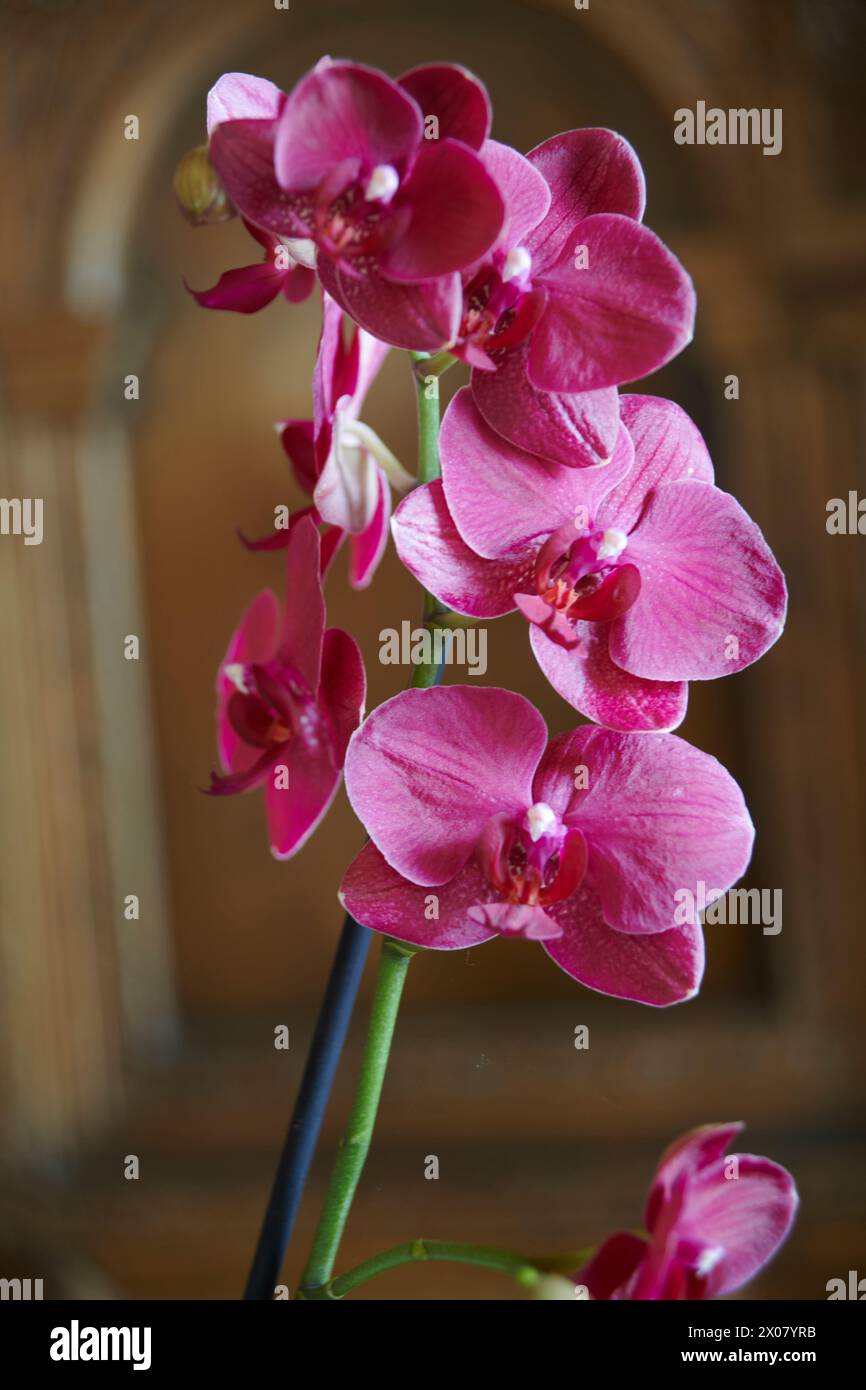 A selection of Orchids growing in a greenhouse Stock Photo