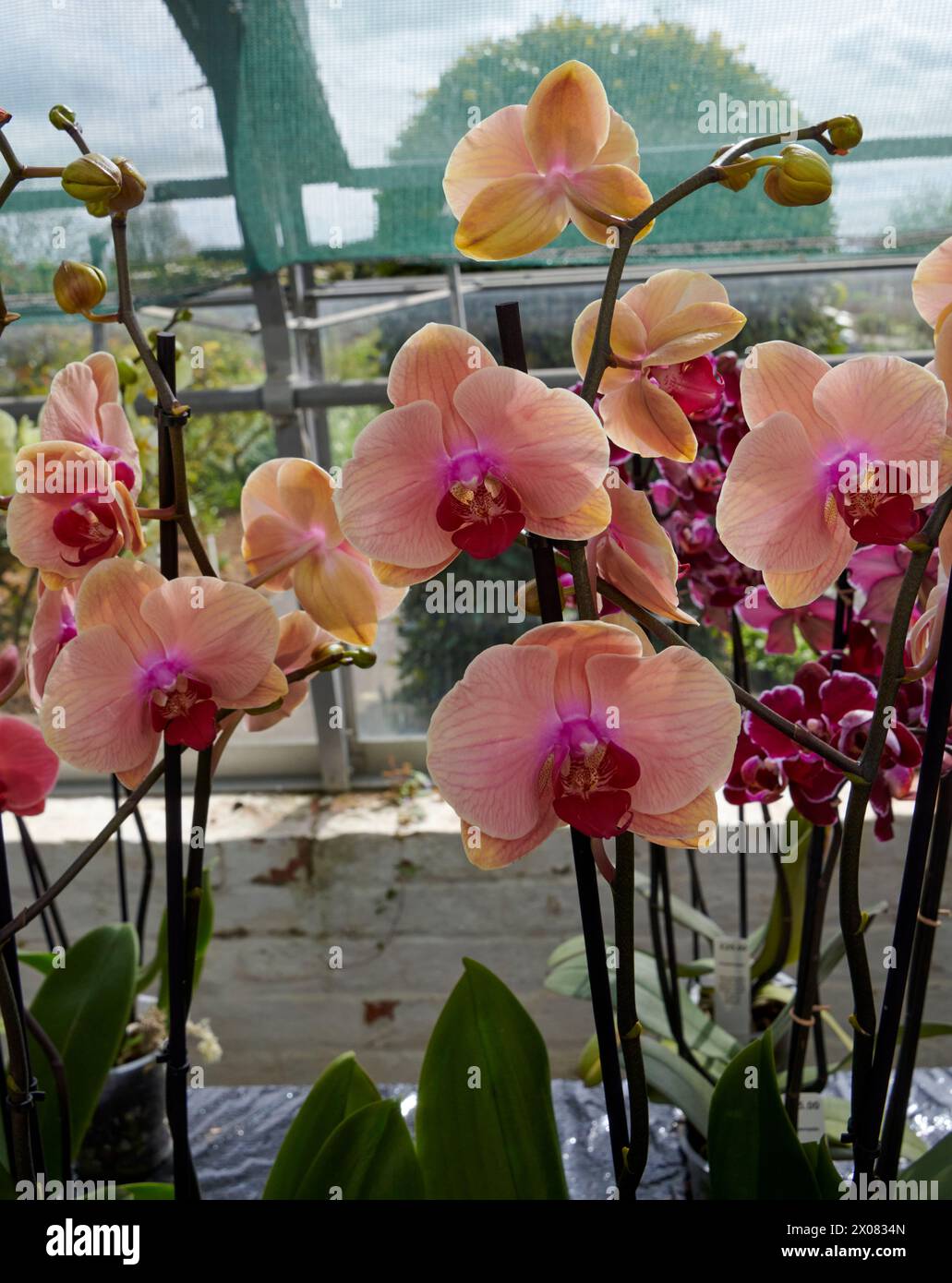 A selection of Orchids growing in a greenhouse Stock Photo