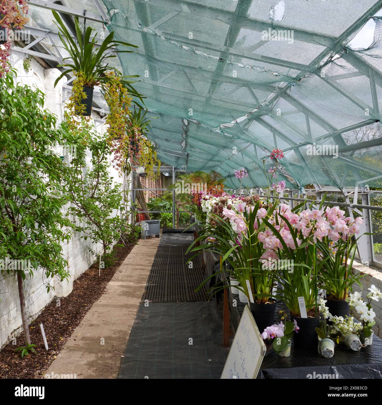 A selection of beautiful tropical Orchids growing in a greenhouse Stock Photo