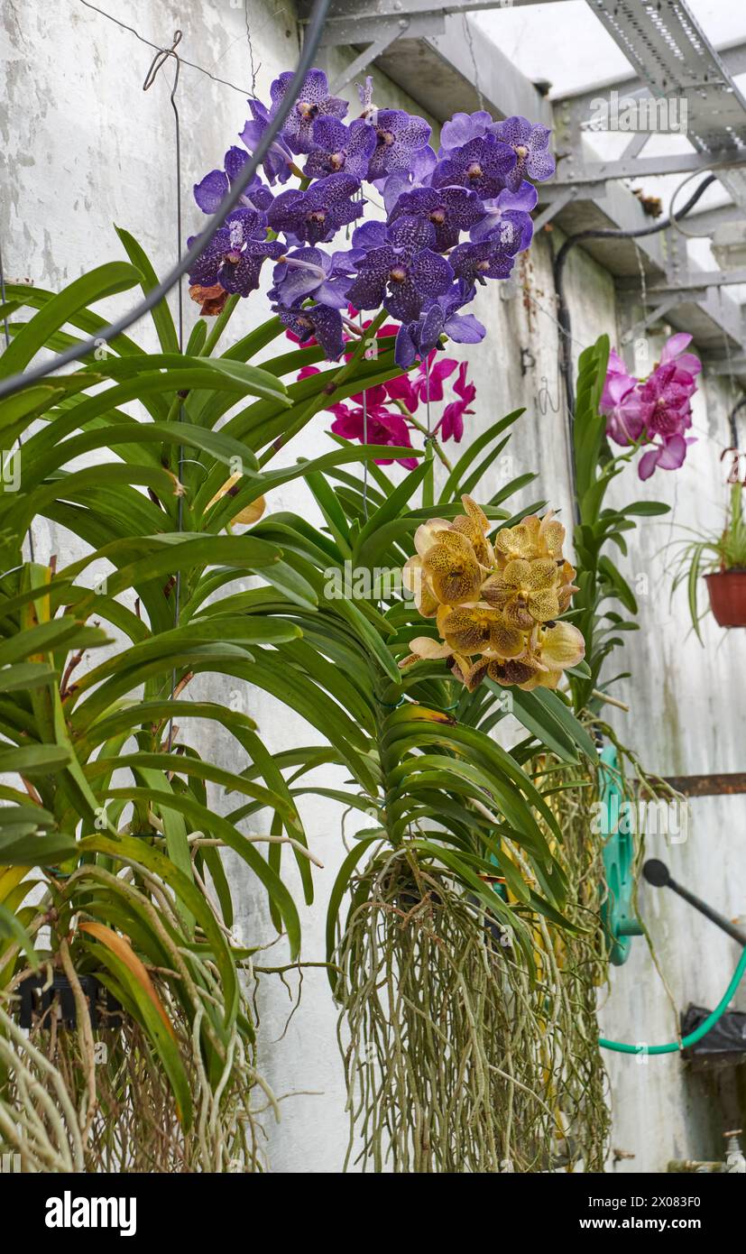 Blue Vanda Orchids growing in a greenhouse Stock Photo