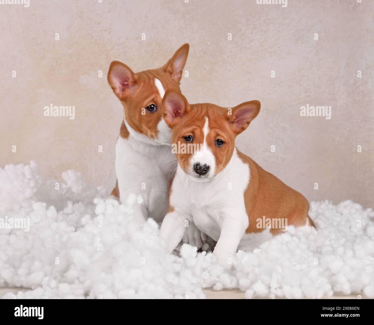 Two adorable brown and white basenji dog on brown background Stock Photo