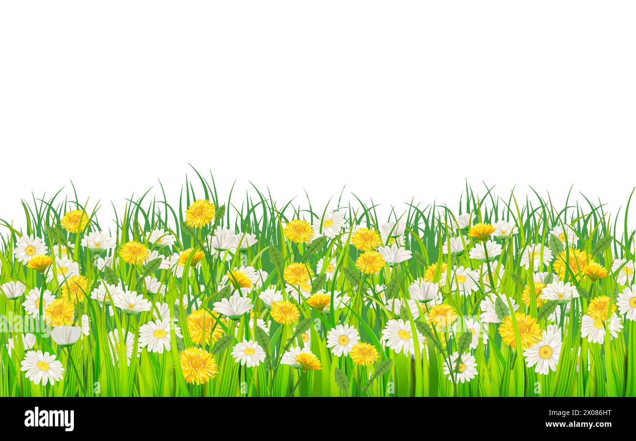 Banner summer landscape rural field green grass, daisy, dandelion flowers Stock Vector