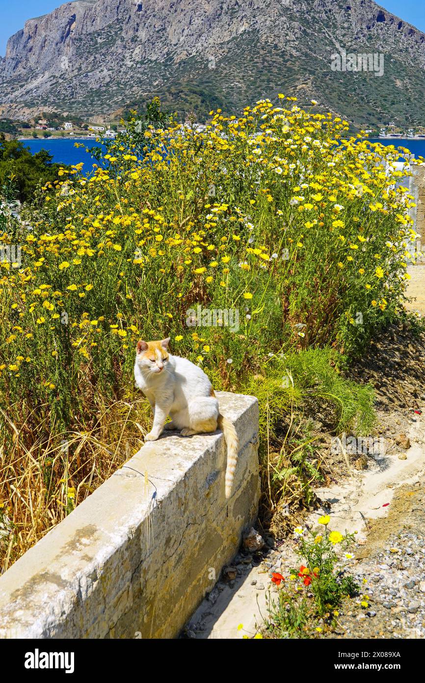 Feral cat sat amongst yellow flowers in Springtime on Kalymnos Island, Dodecanese Islands, Aegean Sea, Greece Stock Photo