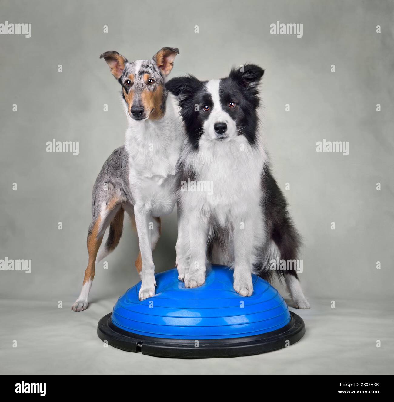 Funny Border collie and Smooth Collie trainig on a balance disc in the dog fitness club Stock Photo