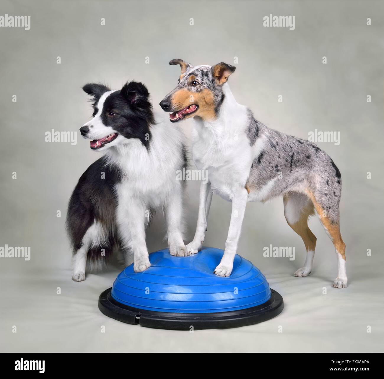 Border collie and Smooth Collie standing on a balance disc durig dog fitness trainig Stock Photo