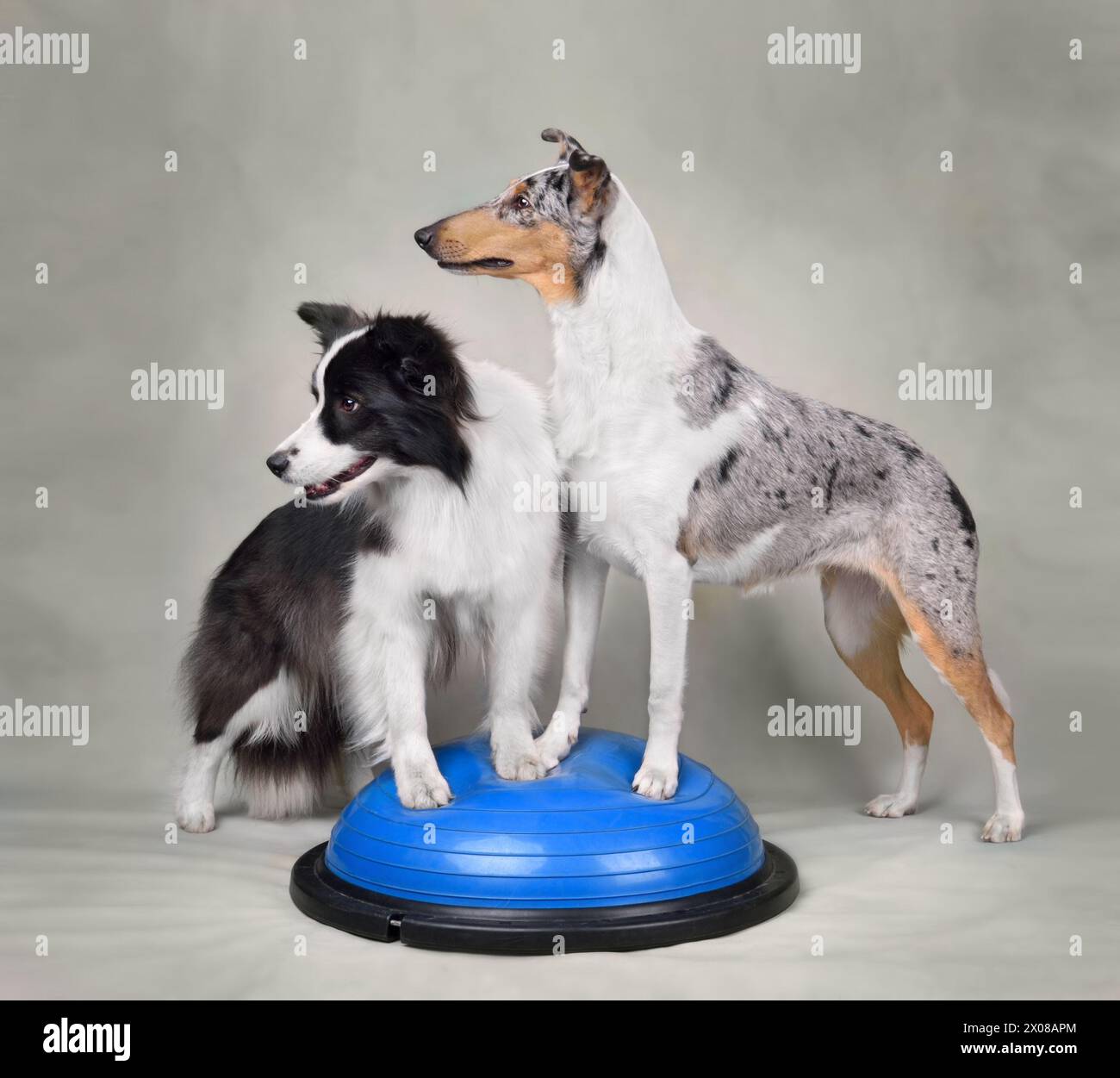 Funny Border collie and Smooth Collie trainig on a blue balance disc in the dog fitness club Stock Photo