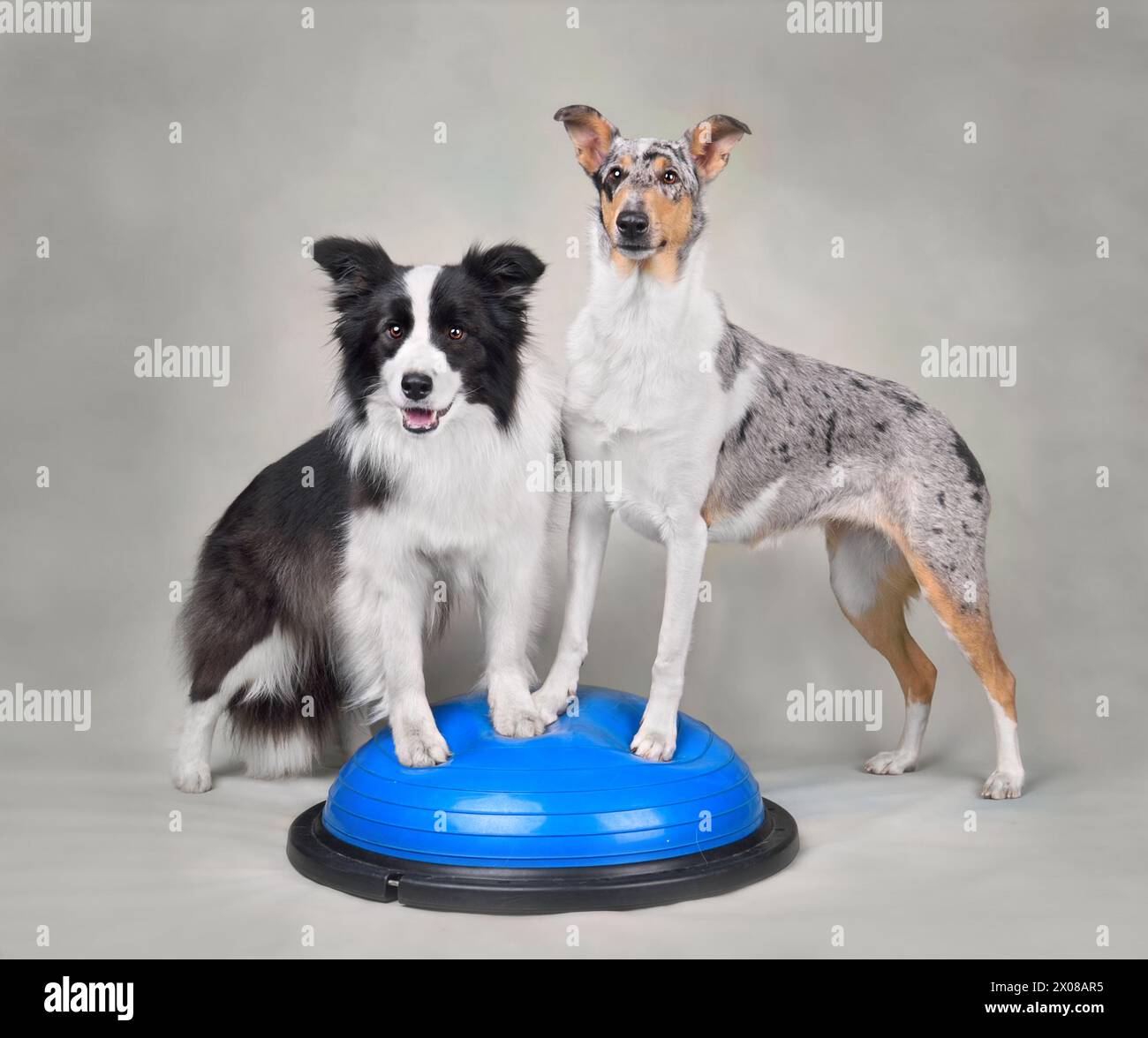 Cute Border collie and Smooth Collie standing on a balance disc durig dog fitness trainig Stock Photo