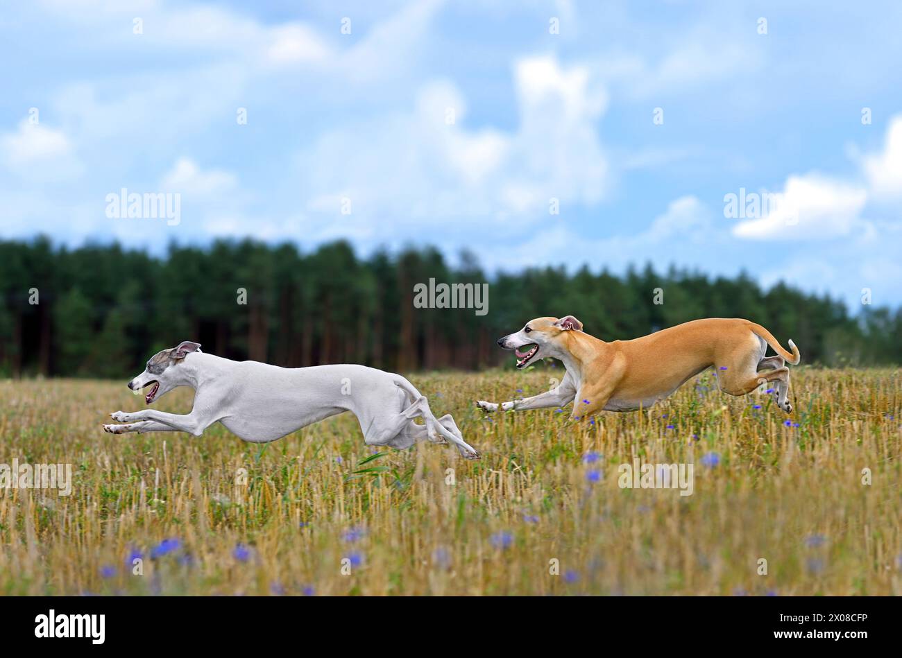 Two beautiful whippets running across the autumn field during on a hunting Stock Photo