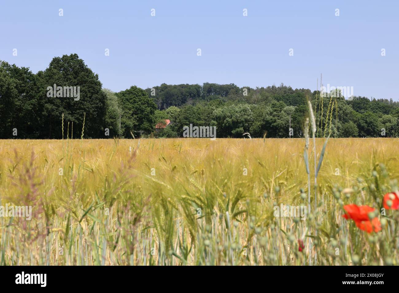 Ears of wheat in the field. Selective focus. Shallow depth of field Stock Photo