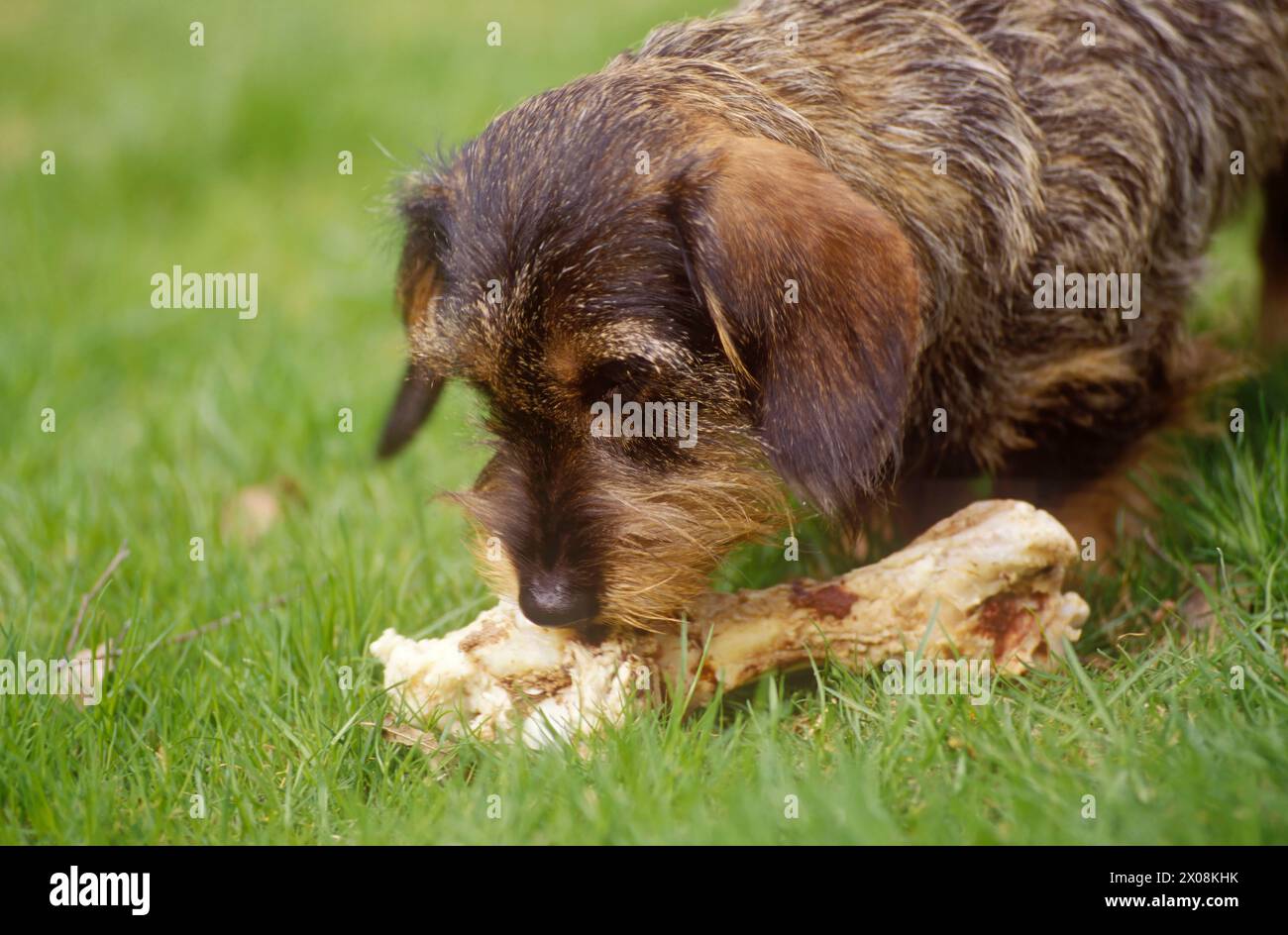 Dachshund pup with large bone Stock Photo