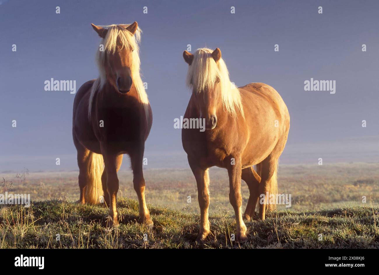 Icelandic horses Stock Photo