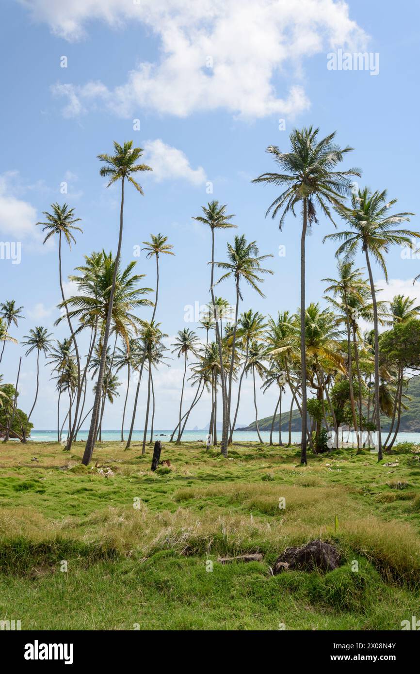 Palms, Bequia popular