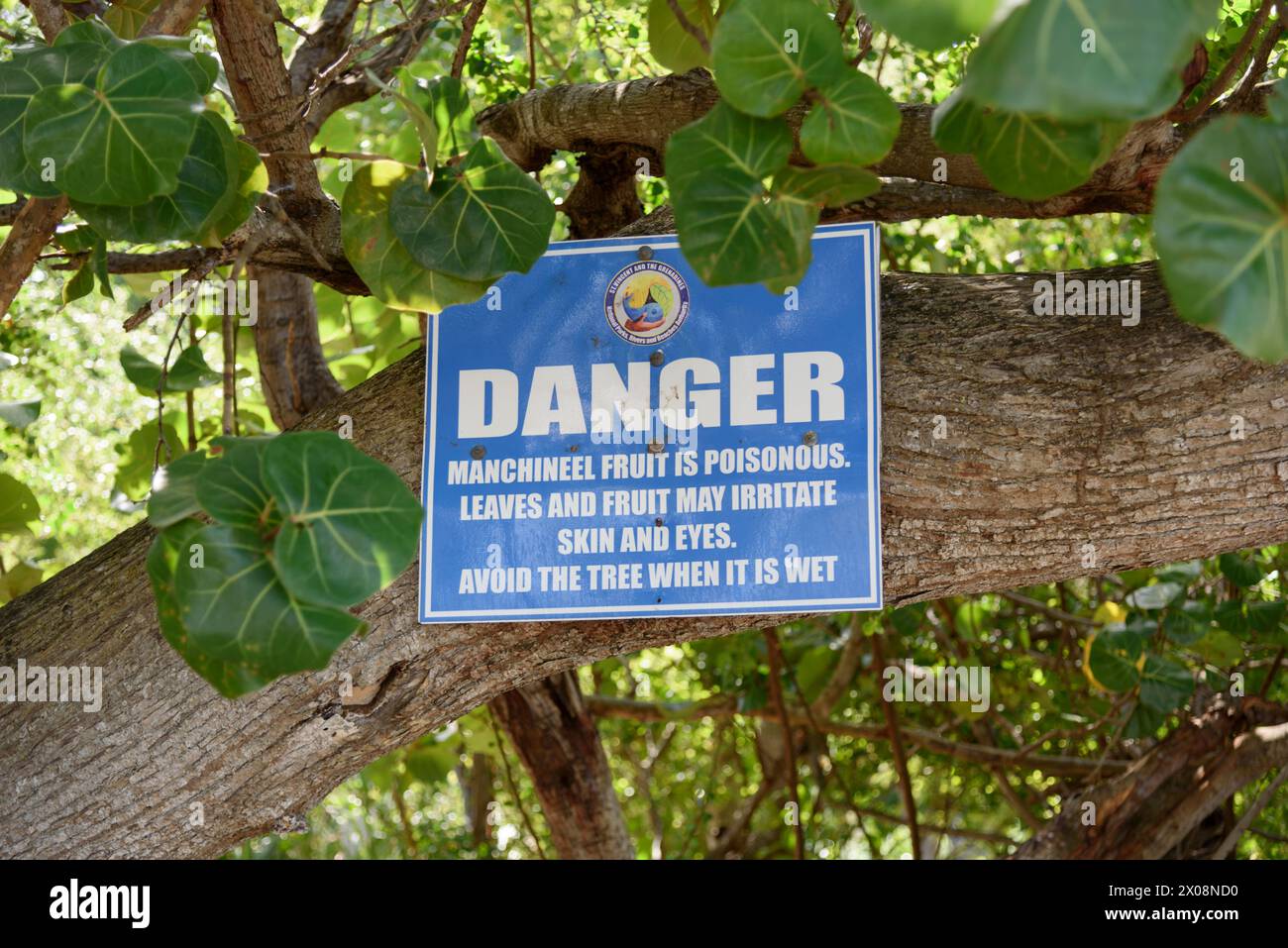 Sign warning of the danger of Manchineel fruit and leaves when wet on Lower Bay beach, Bequia Island, St Vincent & the Grenadines, Caribbean Stock Photo