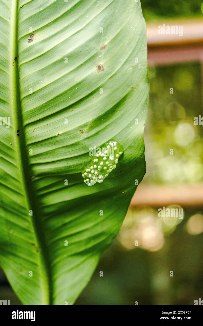 Cluster of small, round eggs on a lush green leaf in the verdant rainforests of Costa Rica. Stock Photo