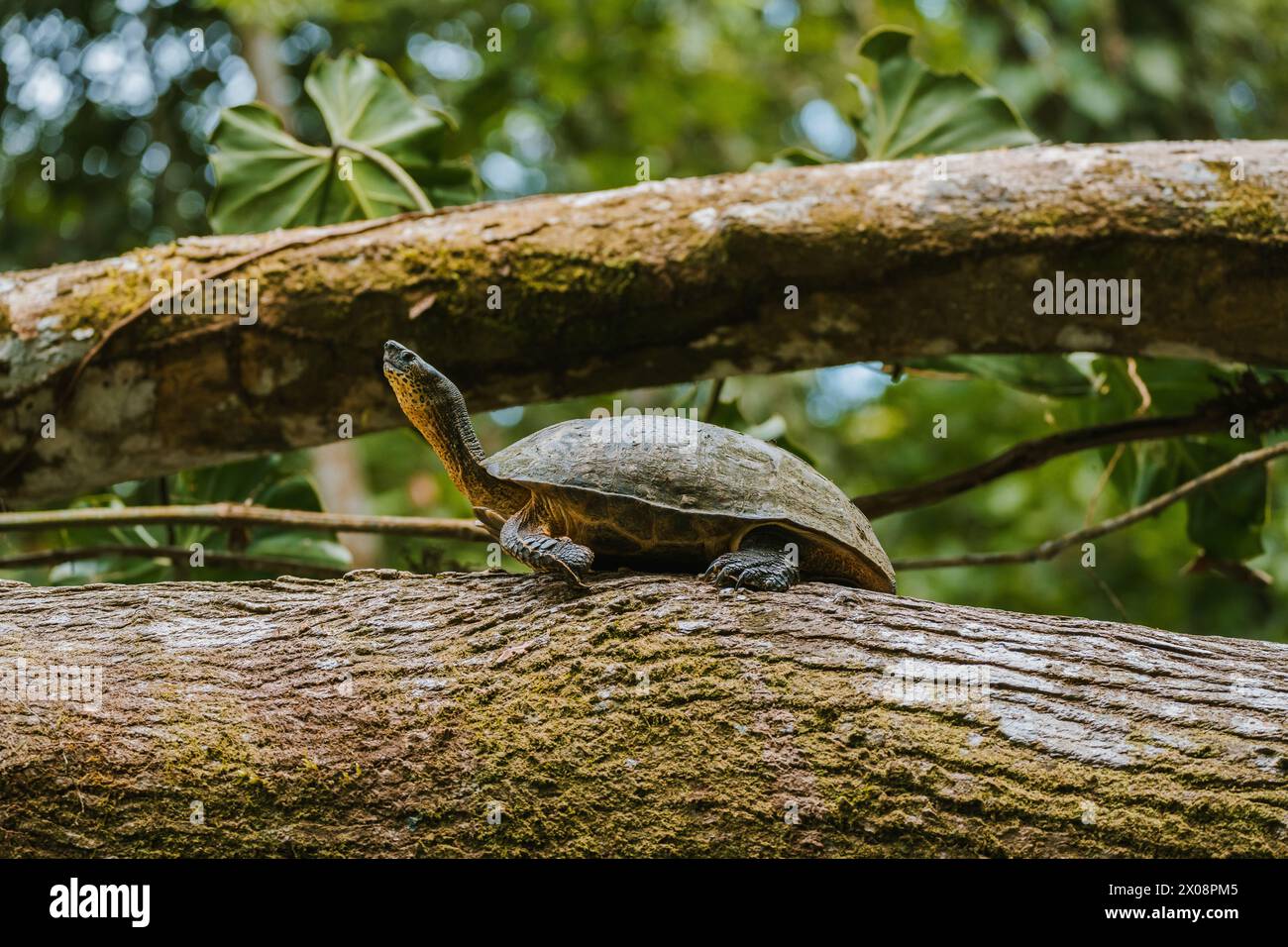 Central American river turtle Dermatemys mawii basking on a moss-covered tree trunk in the Costa Rican rainforest. Stock Photo