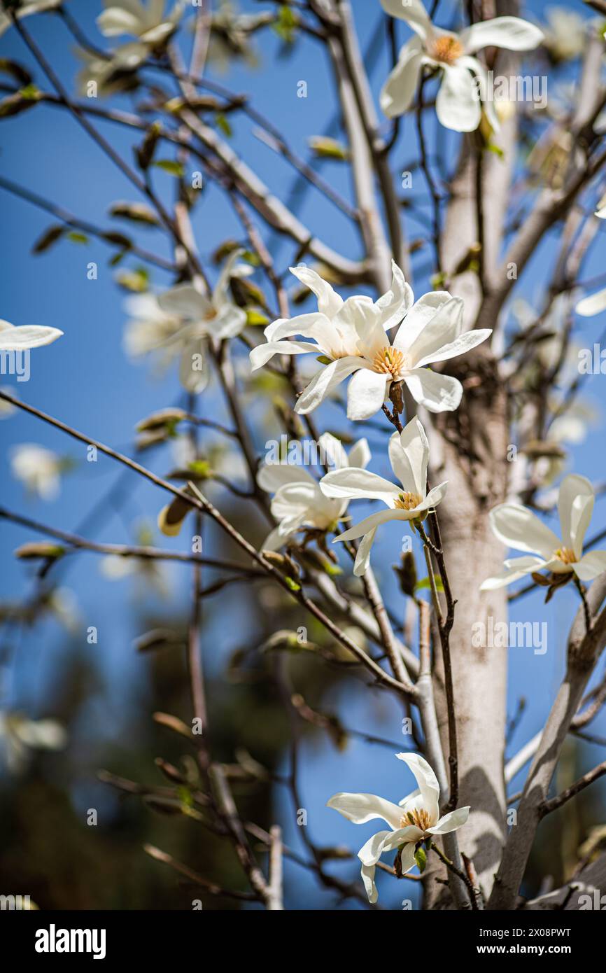 Captivating white Anise Magnolia flowers bloom gracefully against a serene blue sky, heralding the arrival of spring Stock Photo