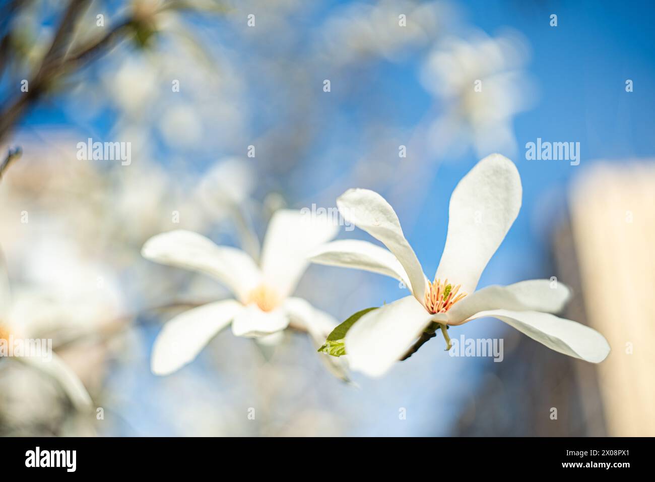 Delicate white Anise Magnolia flowers stand out against a vivid blue ...