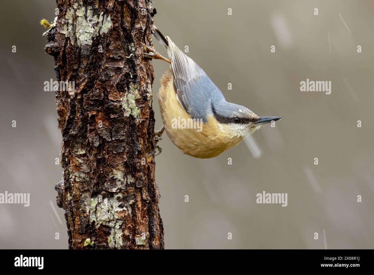 A Eurasian nuthatch clings to a rough tree bark, showcasing its agile climbing abilities Stock Photo
