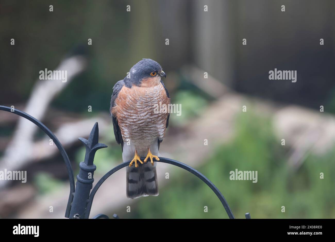 Eurasian sparrowhawk (Accipiter nisus). This male has been attracted into a garden by all the small birds on feeders Stock Photo