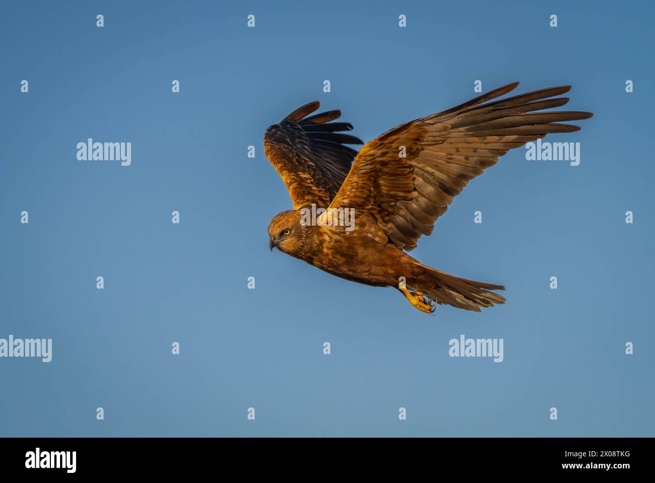 An impressive bird of prey is captured in mid-flight against the clear blue sky of the fields of Lleida, displaying its widespread wings and focused g Stock Photo