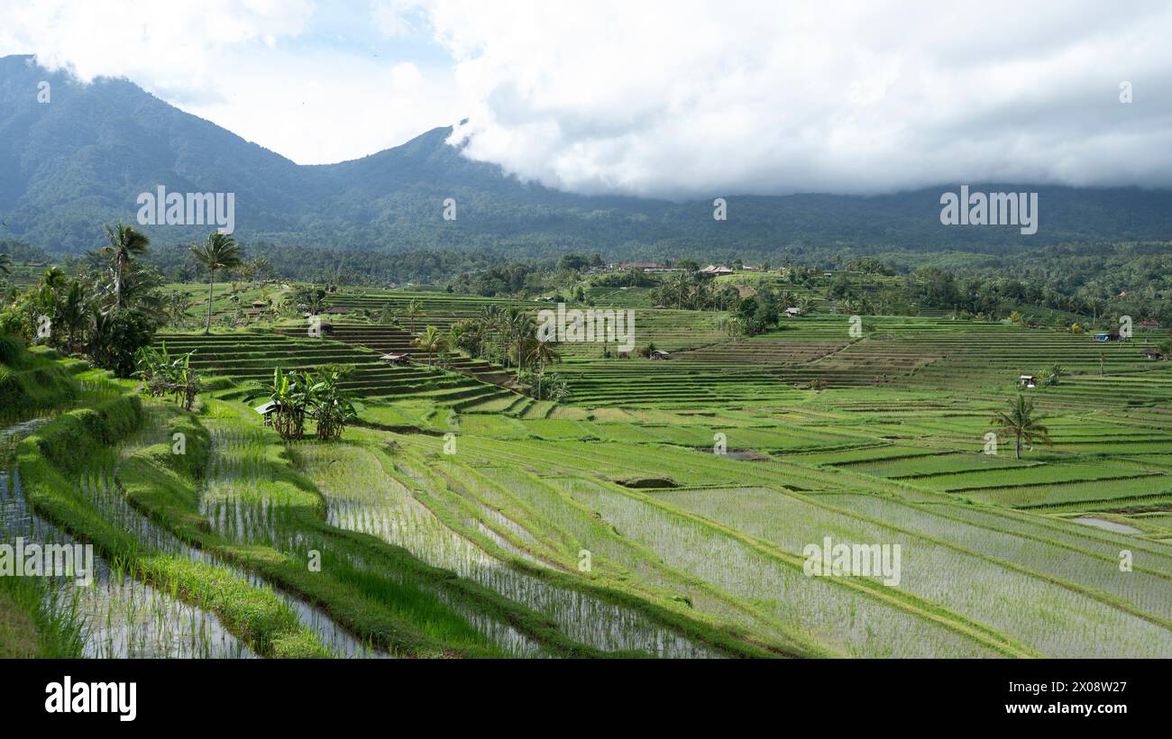 Lush green Jatiluwih rice terraces unfold against the backdrop of misty mountain ranges in Bali, showcasing vibrant agricultural practices Stock Photo