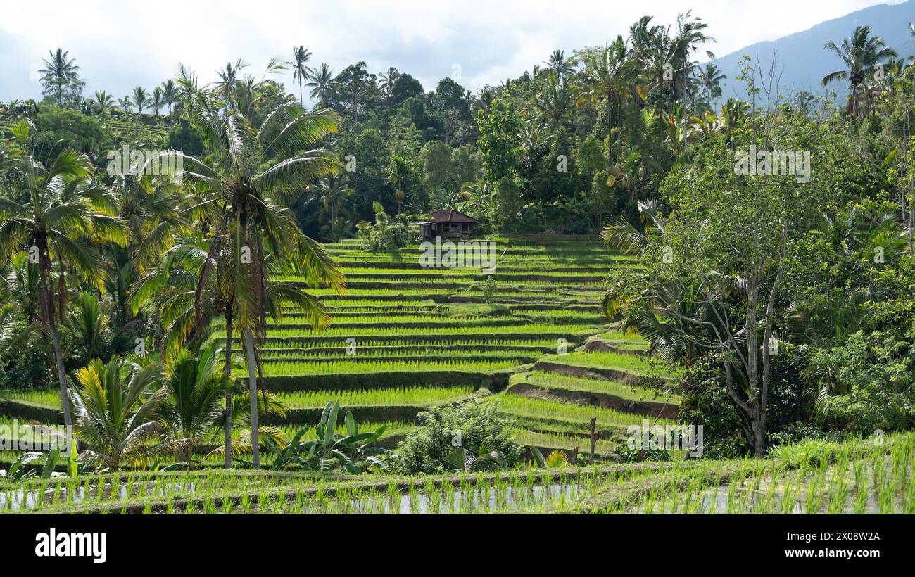 Lush green rice terraces cascade down the slopes of a tropical Balinese ...